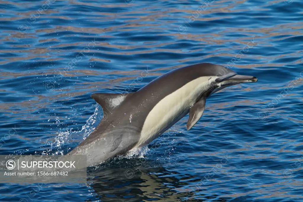 Long-beaked common dolphin pod Delphinus capensis encountered off Isla del Carmen within the Parque Nacional Bahia de Loreto Loreto Bay National Park ...