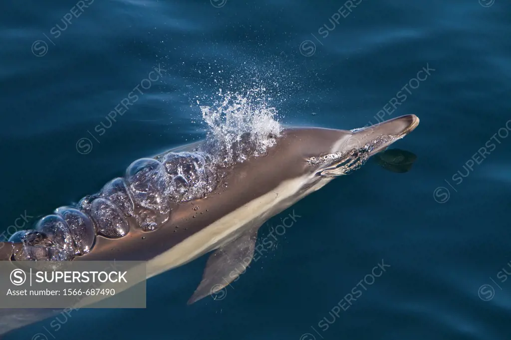 Long-beaked common dolphin pod Delphinus capensis encountered off Isla del Carmen within the Parque Nacional Bahia de Loreto Loreto Bay National Park ...