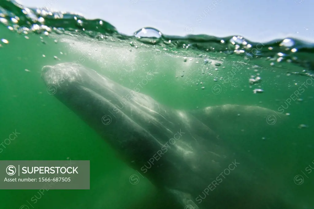 California gray whale Eschrichtius robustus calf photographed half above and half below the water in San Ignacio Lagoon on the Pacific side of the Baj...