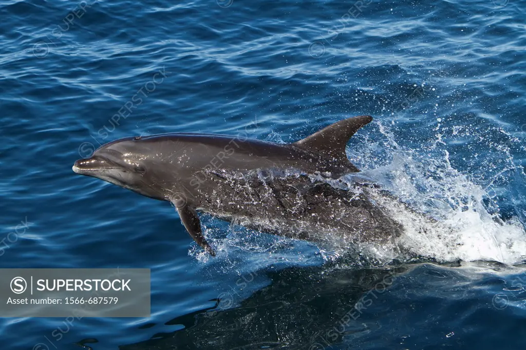 Offshore type bottlenose dolphins Tursiops truncatus surfacing in the midriff region of the Gulf of California Sea of Cortez, Baja California Norte, M...