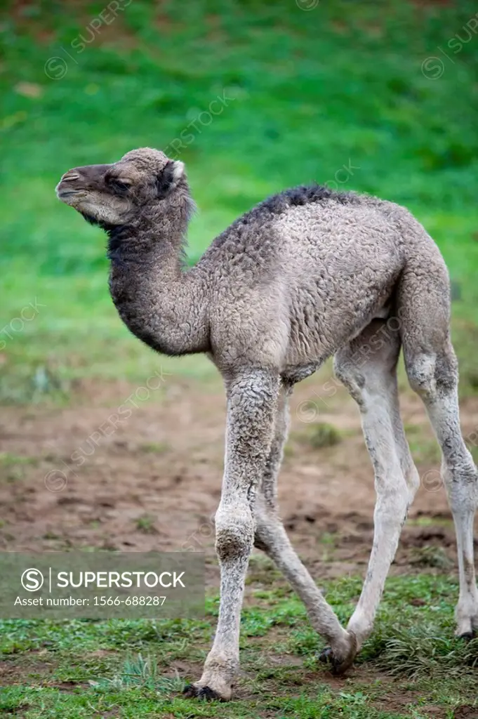 Young dromedary (Camelus dromedarius)