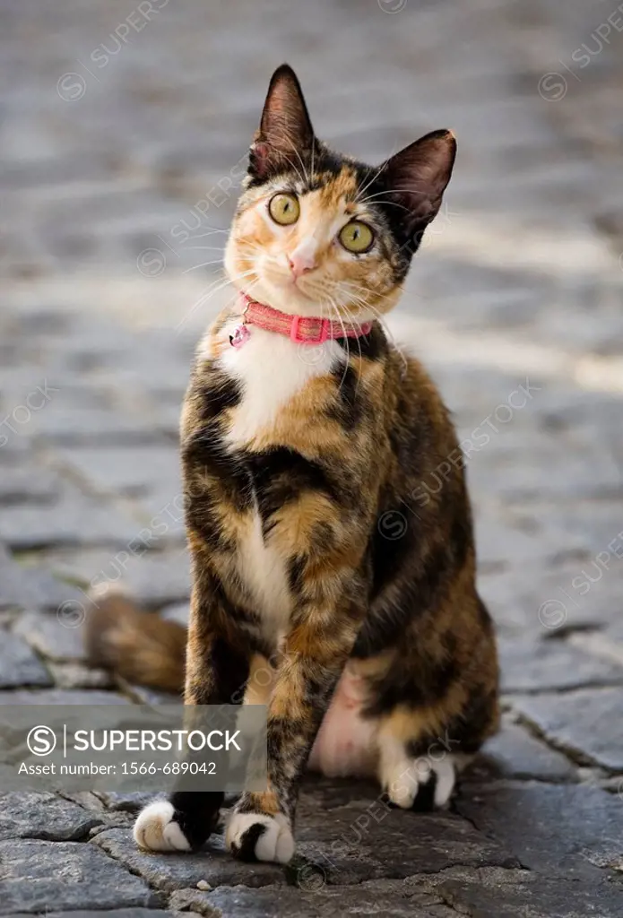 Cat in street, Lisbon, Portugal