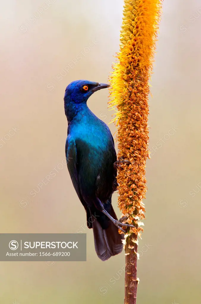 Cape Glossy Starling (Lamprotornis nitens), eating from the Skirt aloe (Aloe alooides), Kruger National Park, South Africa.