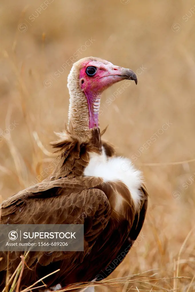 Hooded vulture (Necrosyrtes monachus), Kruger National Park, South Africa.