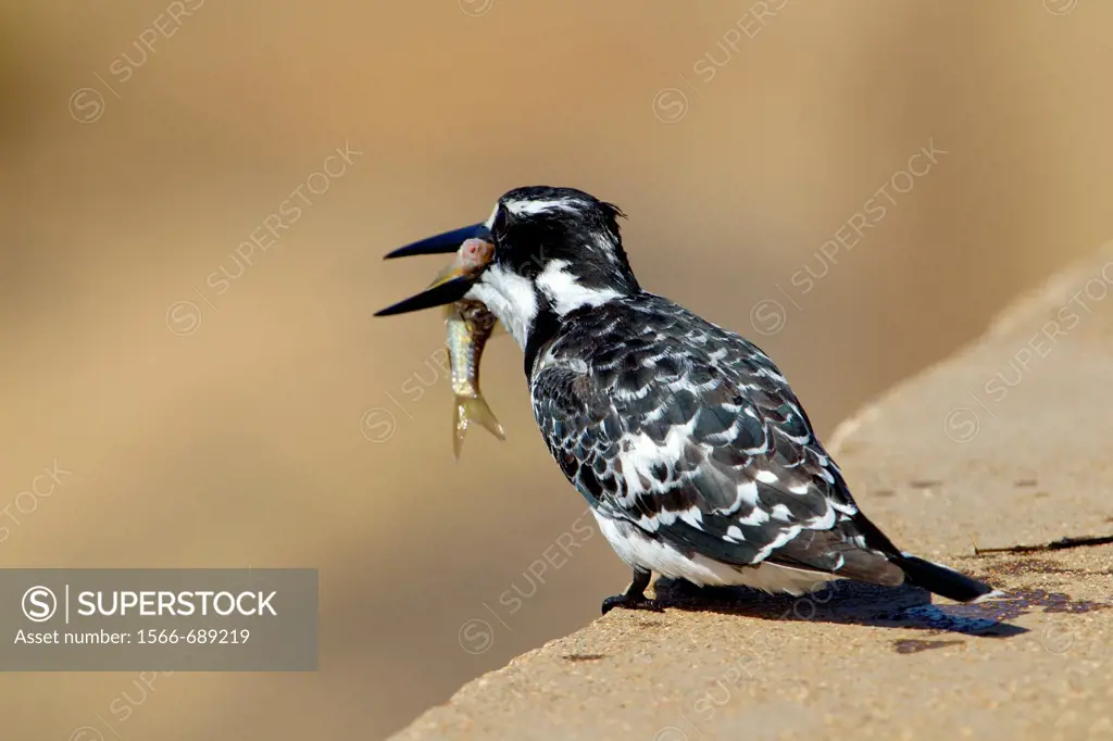 Pied Kingfisher (Ceryle rudis), fishing, Kruger National Park, South Africa.