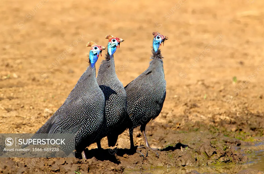 Helmeted guineafowl (Numida meleagris), in the waterhole, Kruger National Park, South Africa.