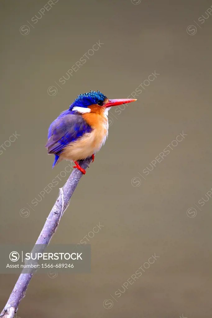 Malachite kingfisher Alcedo cristata, on the branch, Kruger National Park, South Africa