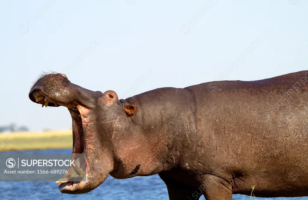 Hippopotamus (Hippopotamus amphibius), Chobe river, Chobe National Park, Botswana.