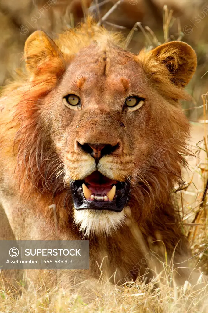 African lion Panthera leo - Male, young, after eat, Kruger National Park, South Africa