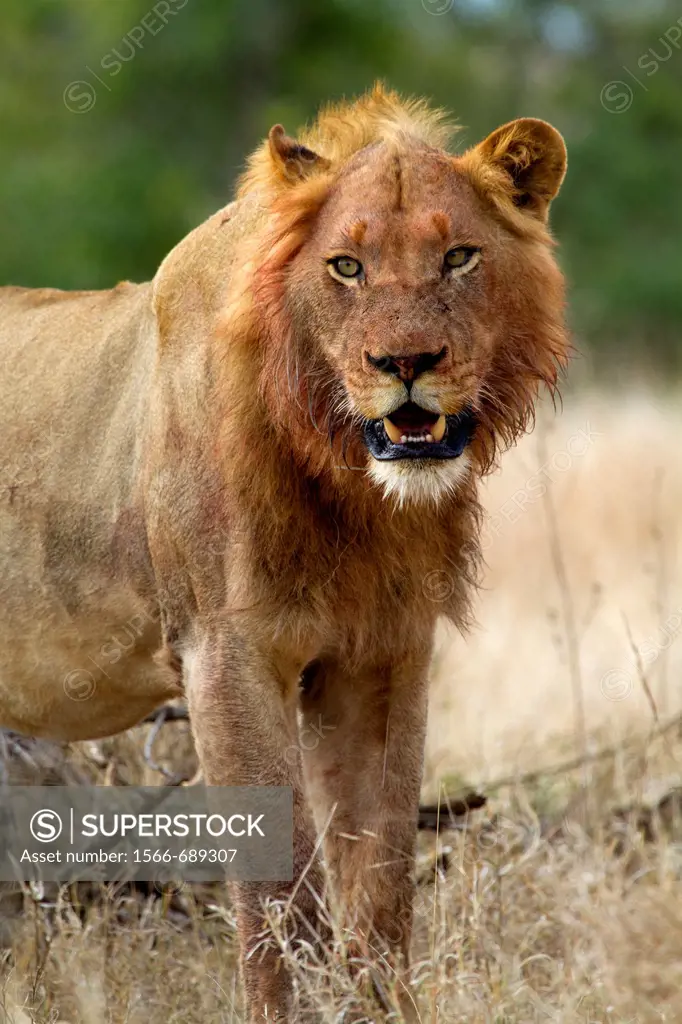 African Lion (Panthera leo), young, after eating, Kruger National Park, South Africa.