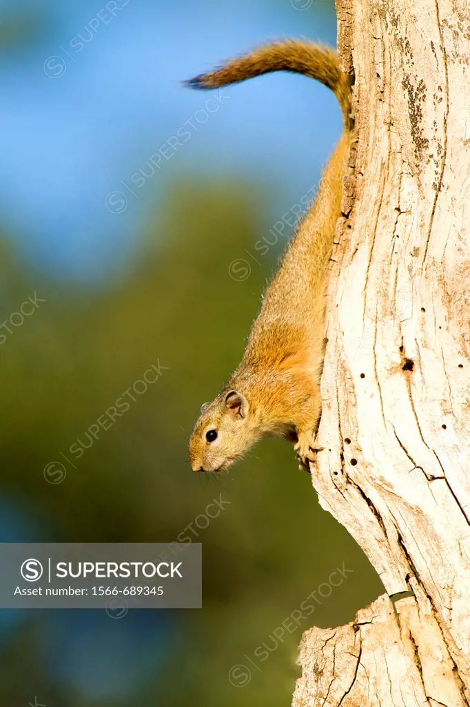 Smith´s Bush Squirrel (Paraxerus cepapi) on tree, Kruger National Park, South Africa.