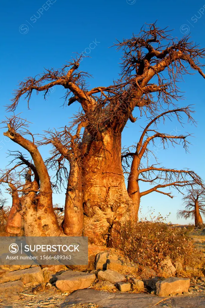 Baobabs (Adansonia digitata), Kubu Island, in the south west of Sowa pan, Makgadikgadi Pans, Botswana, Africa.