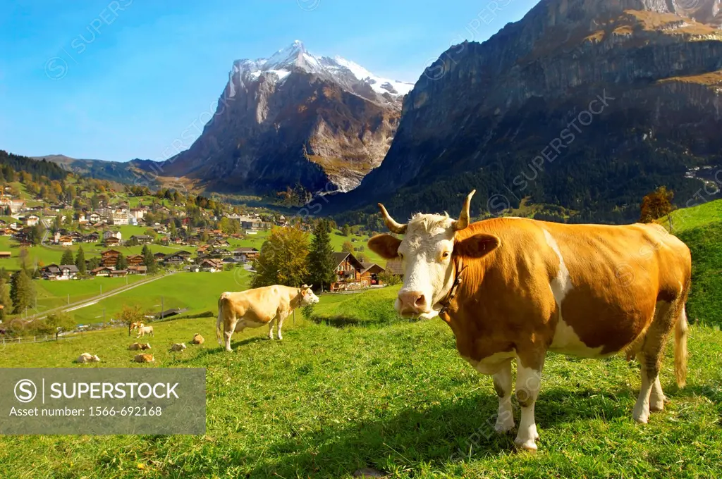 Milk Cow on Alpine Pasture above Grinderwald - Swiss Alps - Switzerland