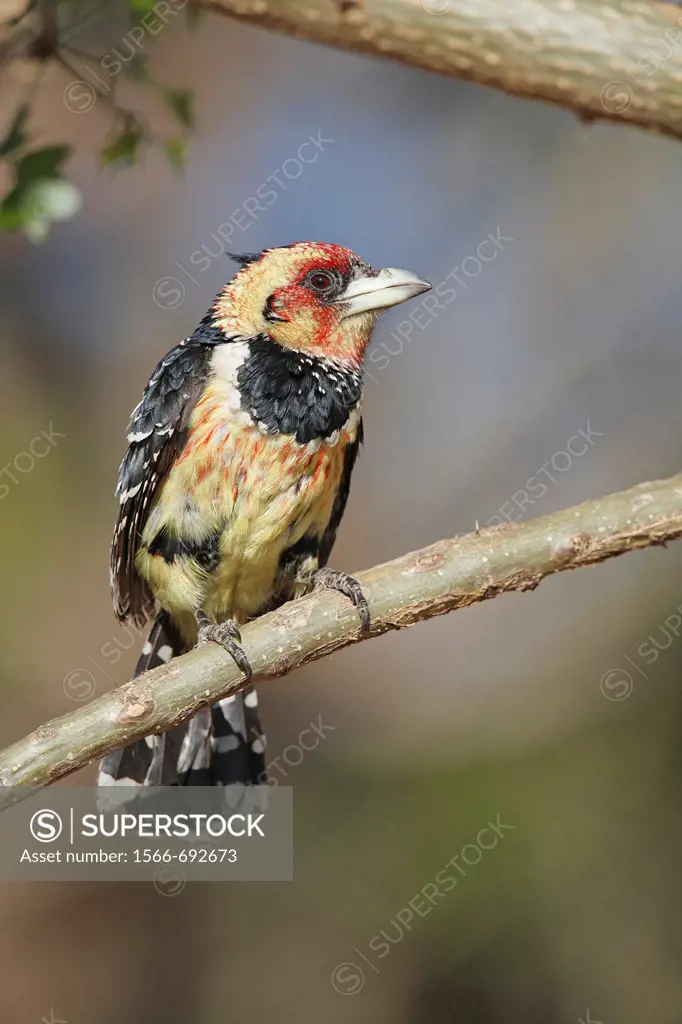 male Crested Barbet, Trachyphonus vaillantii, sitting on branch, Pilanesberg National Park, South Africa