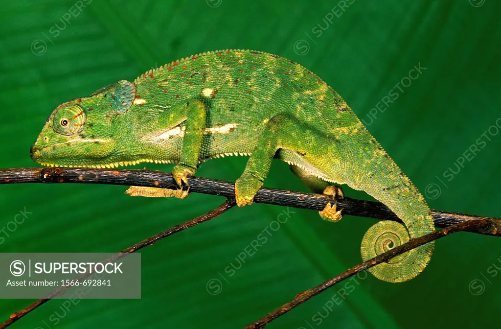Flap-necked Chameleon (Chamaeleo dilepis), adult on branch, Madagascar.