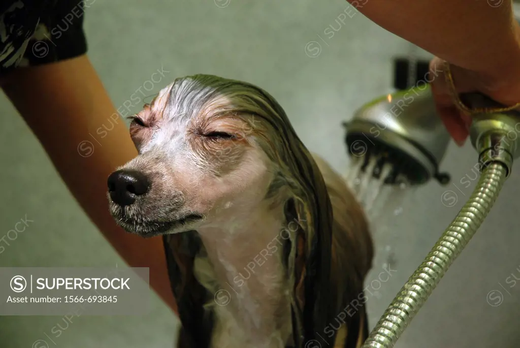 Chinese crested dog Powder Puff being washed before hair trimming during visit in a dog beauty parlour