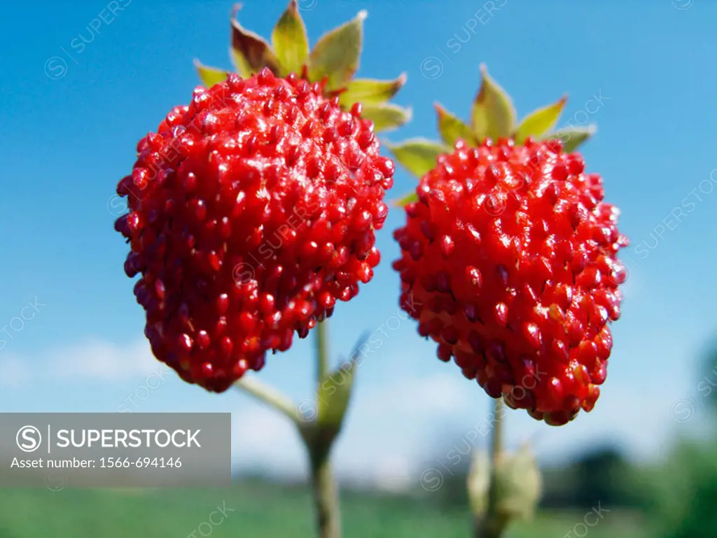 Couple of wild strawberries