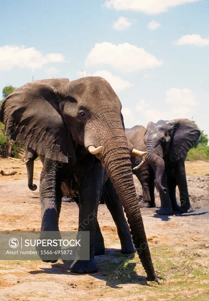 Botswana, Chobe National Park, african elephant, loxodonta africana,