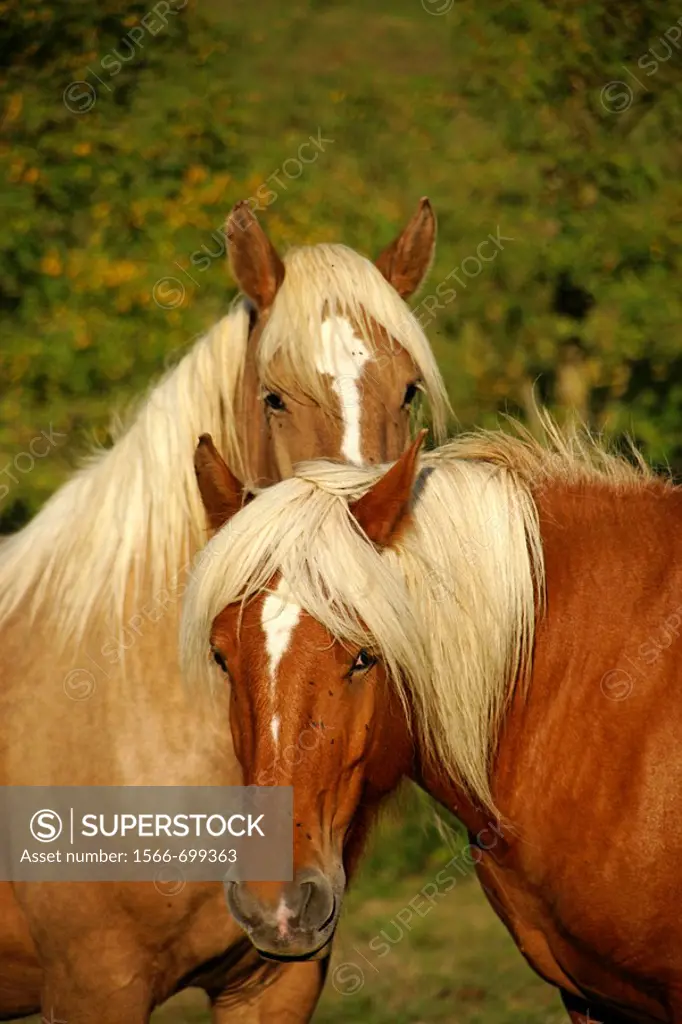 Comtois horses at ´La ferme aux Chevaux´, Bazian, Gers, Midi-Pyrenees, France