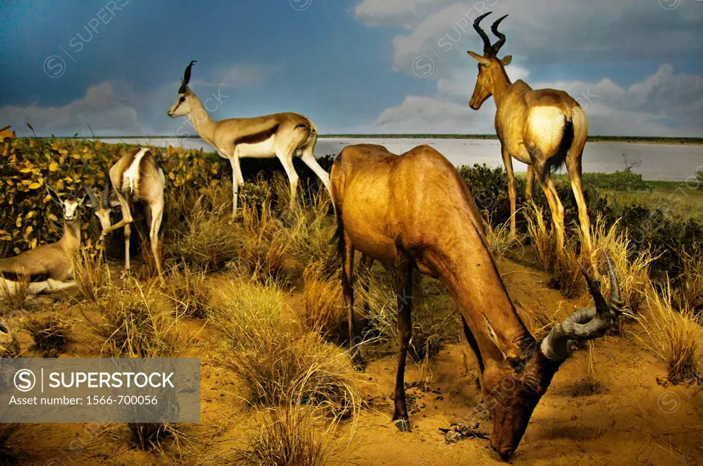 Display with Springbok, Cape Hartebeast and Gemsbok in the Kgalagadi Transfrontier Park at the Gaborone National Museum, Botswana