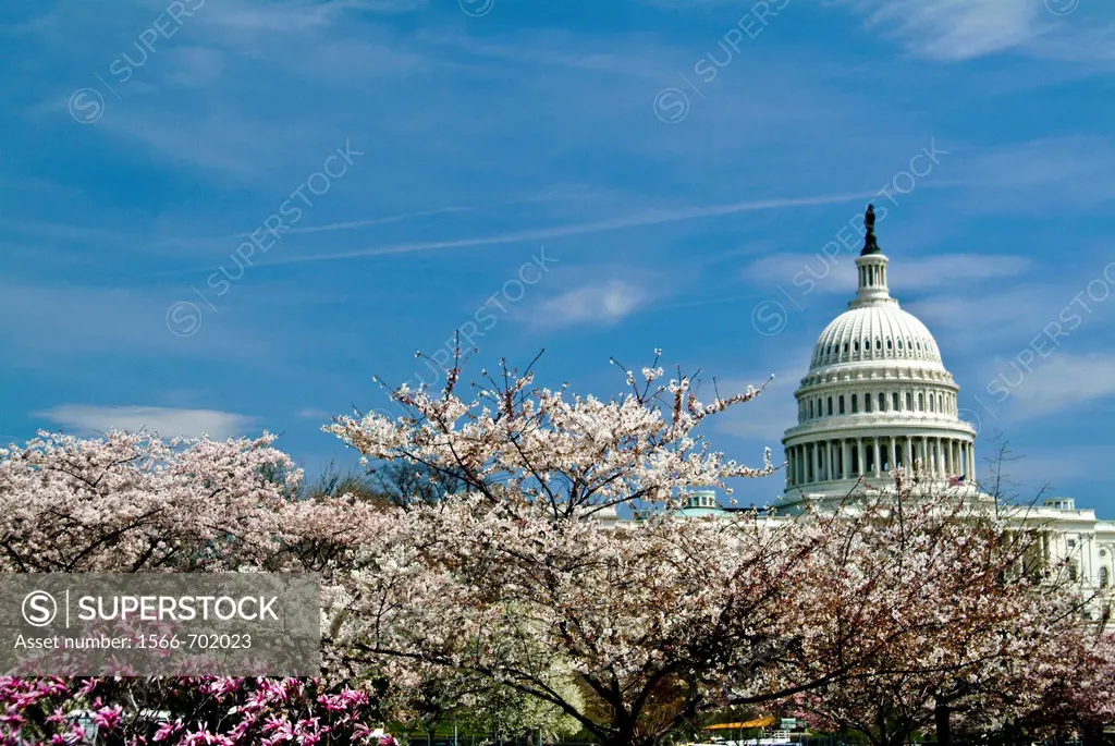 United States, Washington, District of Columbia, Spring Flowers and US Capitol Building