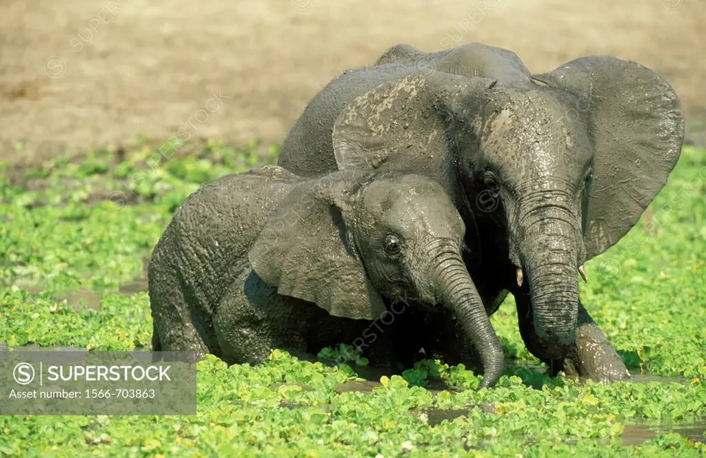 African Elephant Loxodonta africana - Two different aged calves having fun at a waterhole which is covered with Water Lettuce Pistia stratiotes  South...