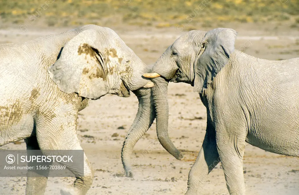 African Elephant Loxodonta africana - Fighting bulls  Their whitish appearance is due to the bleached calcite soils of Etosha  Etosha National Park, N...