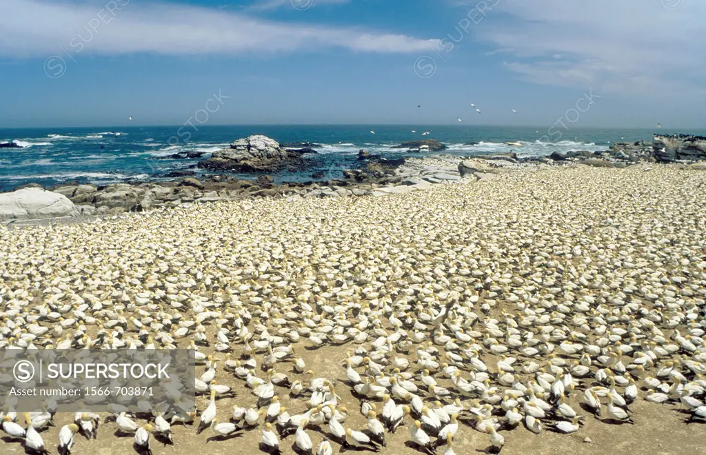 Cape Gannet Morus capensis - Colony at the Bird Island of Lambert´s Bay at the Atlantic Ocean, South Africa