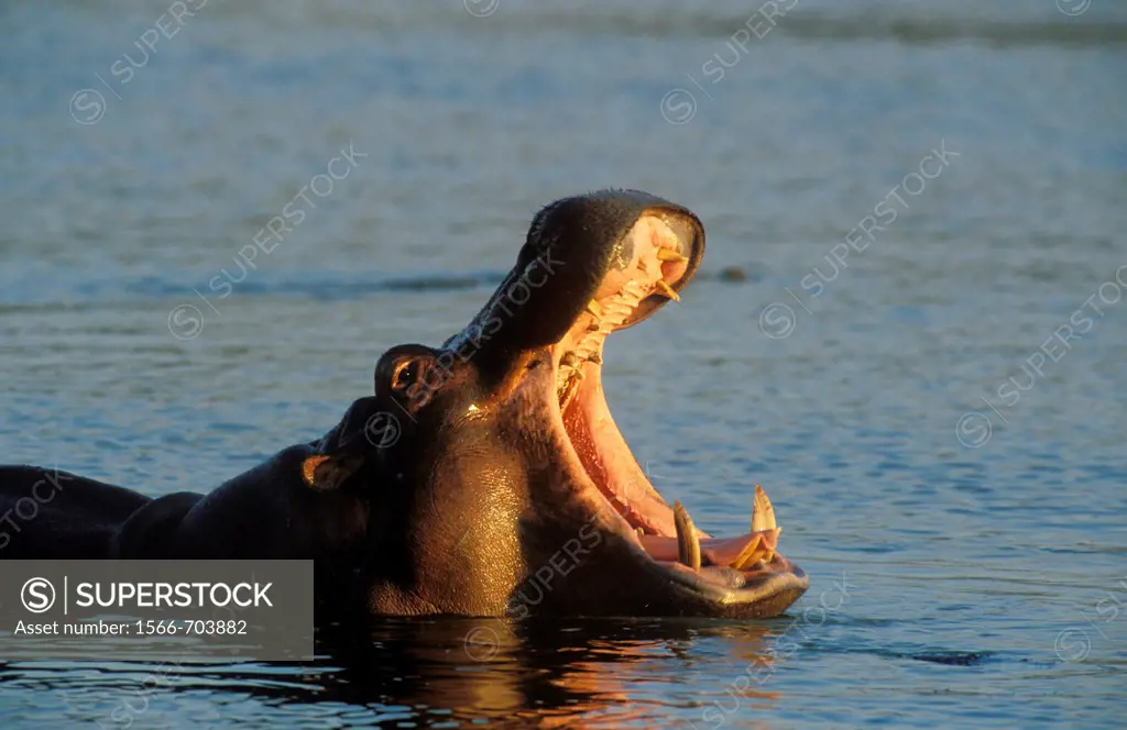 Hippopotamus Hippopotamus amphibius - Yawning in the evening  Kruger National Park, South Africa