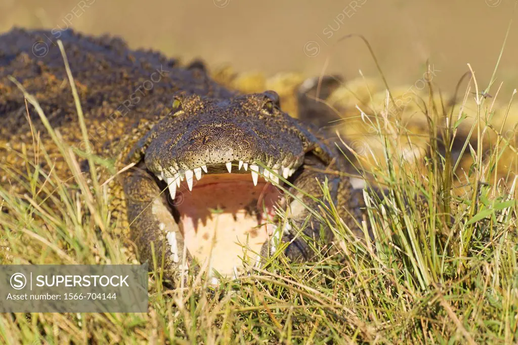 Nile Crocodile Crocodylus niloticus - Basking in the evening at the bank of the Chobe River  Chobe National Park, Botswana