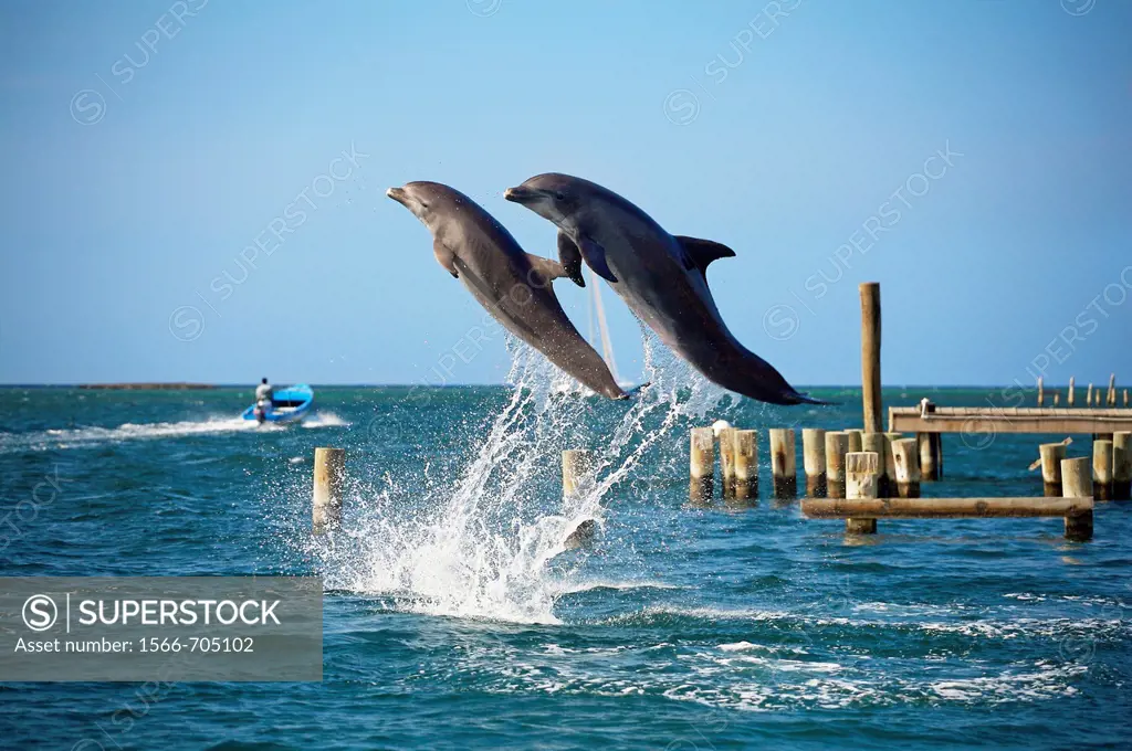 Dolphins Tursiops truncatus, Roatan  Bay Islands  Caribbean  Honduras.