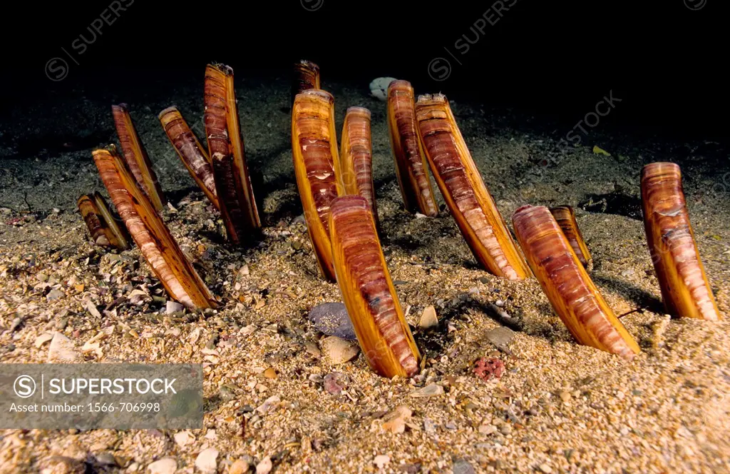 Common razor shell (Ensis ensis), Eastern Atlantic, Galicia, Spain