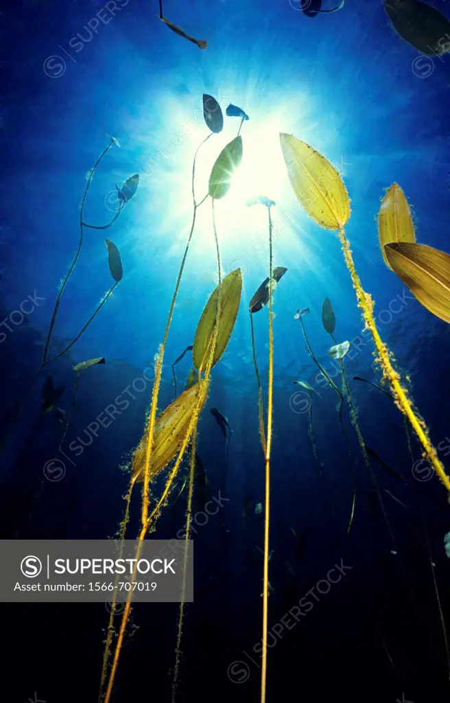 Freshwater plant, Floating pondweed (Potamogeton natans), Lago del Valle lake, Lagos de Somiedo, Asturias, Spain