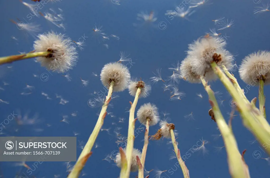 Colts-foot Tussilago farfara seedheads