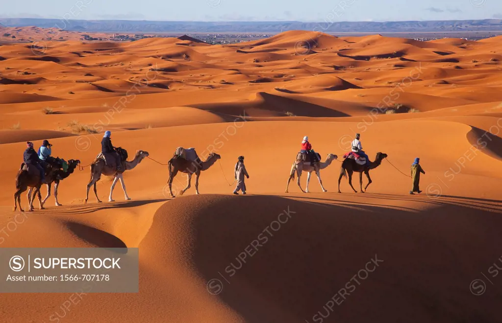 Camals at Dawn Erg Chebbi Dunes Sahara Desert Morocco North Africa March