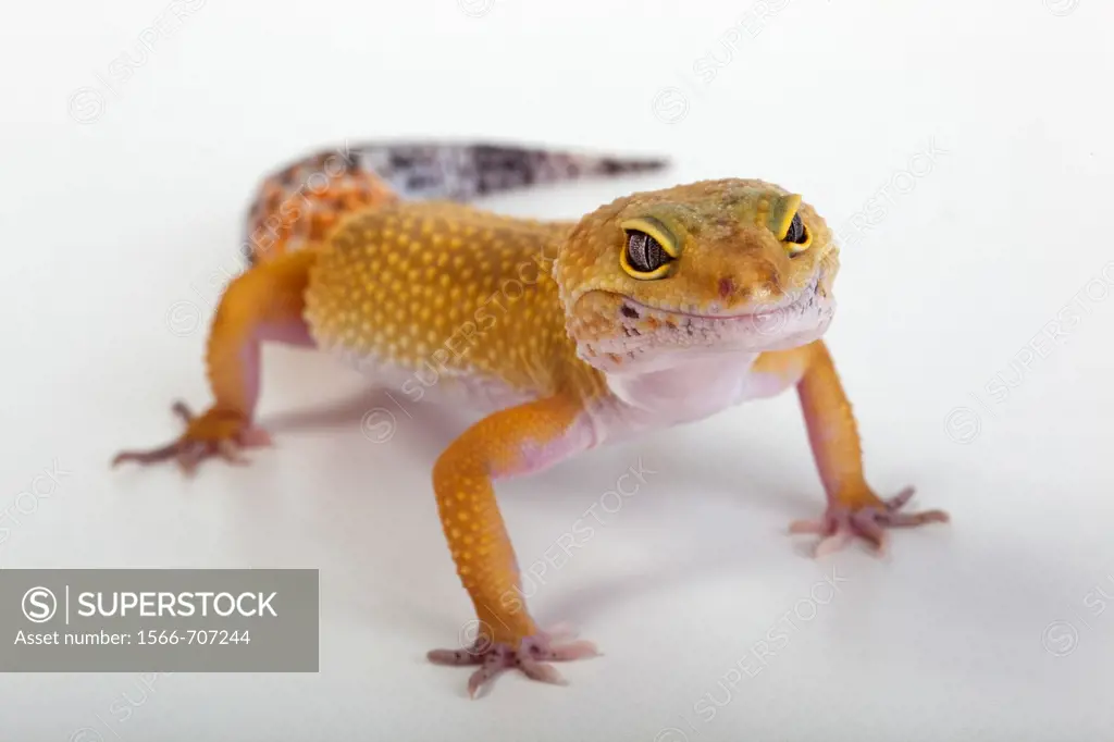 Leopard Gecko Eublepharis macularis