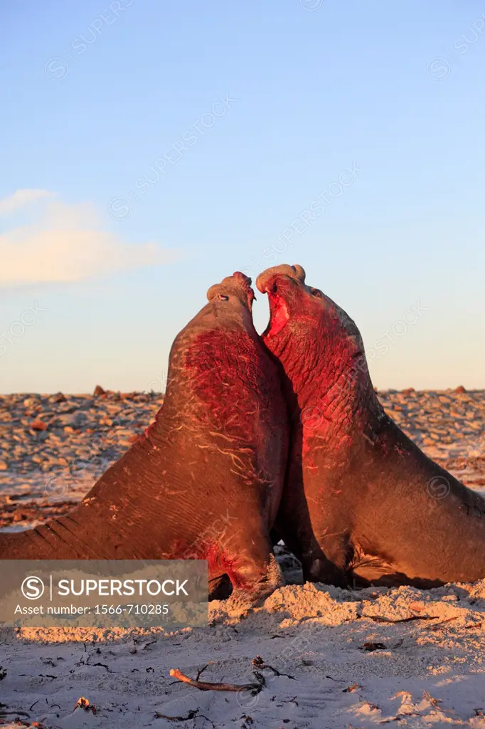 Falkland Islands , Sea LIon island , Southern Elephant Seal  Mirounga leonina.