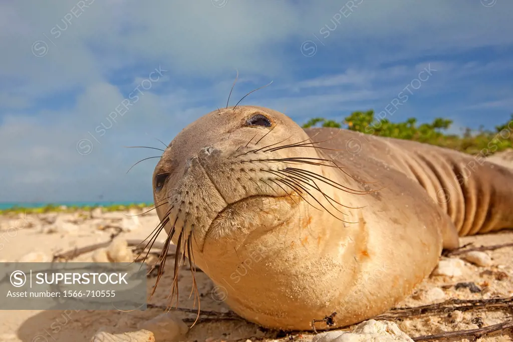 Hawaï , Midway , Sand Island , Hawaiian monk seal  Monachus schauinslandi