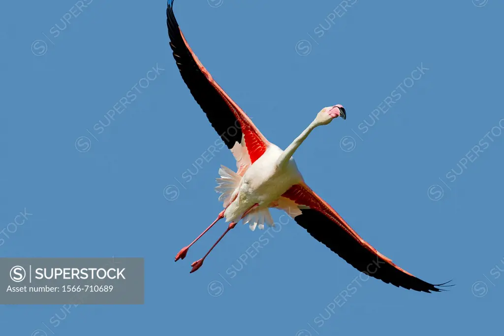Greater Flamingo (Phoenicopterus ruber), Camargue, Bouches-du-Rhône, France