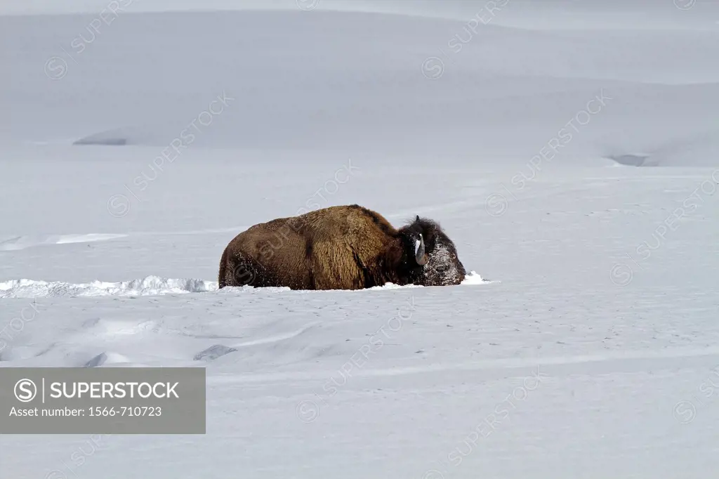 American Bison (Bison bison), Lamar Valley, Yellowstone National Park, Wyoming-Montana, USA
