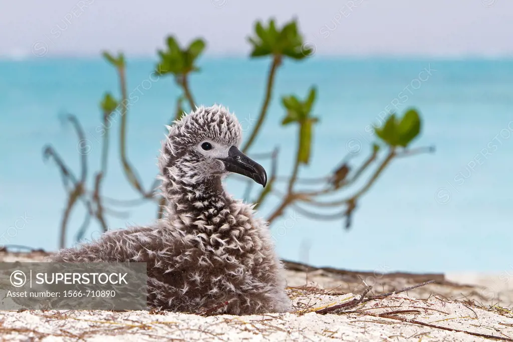 Black-footed Albatross (Phoebastria nigripes), young, Sand Island, Midway Atoll National Wildlife Refuge, Hawaii, USA