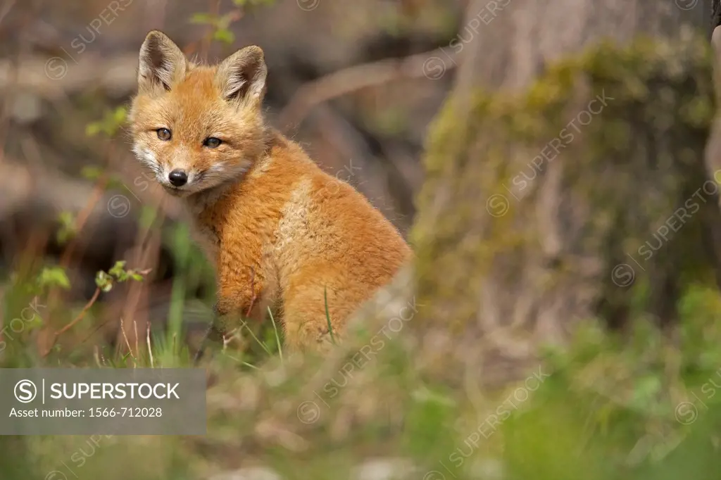 Red Fox (Vulpes vulpes, formerly Vulpes fulva) - New York - USA - same species as European red fox - some say was originally introduced from Europe to...