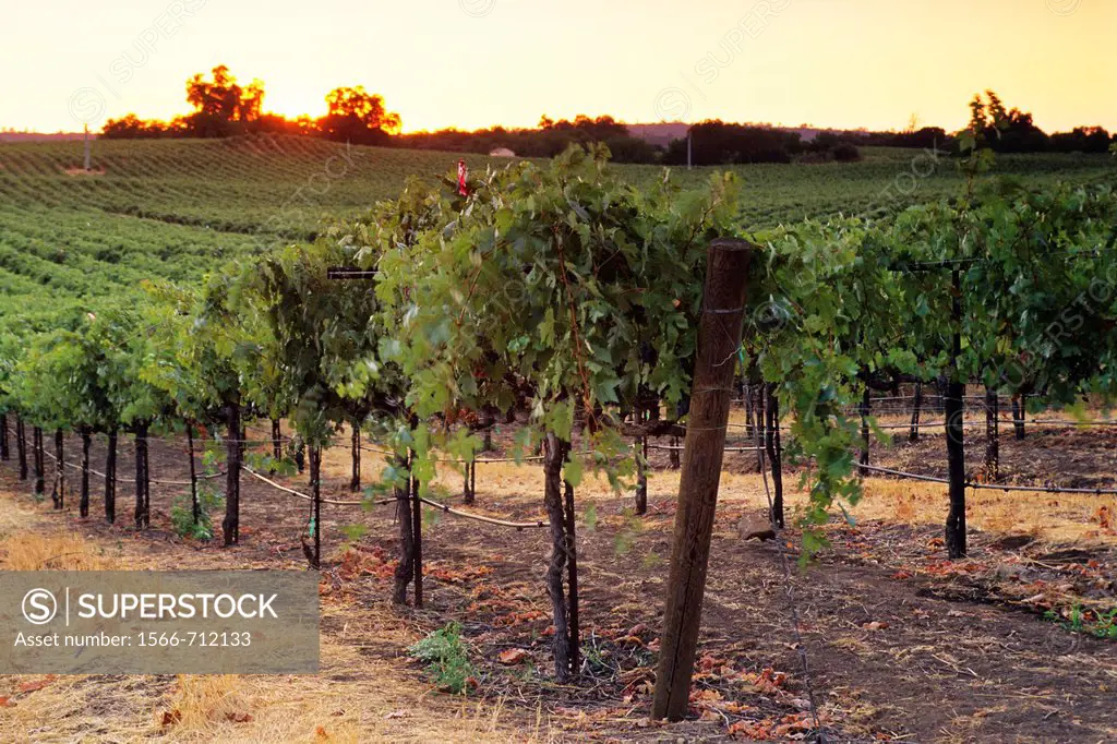 Sunset over vineyards near Plymouth, Shenandoah Valley, Amador County, California