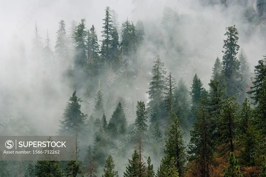 Pine Trees in clouds,Yosemite National Park, California