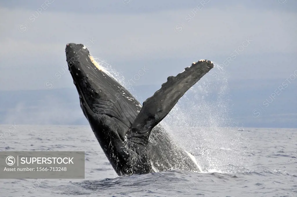 Humpback whale, Megaptera novaeangliae, breaching, Big Island, Hawaii, North Pacific