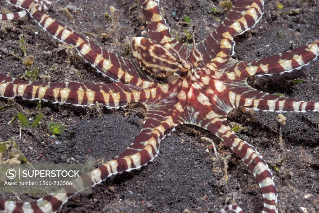Mimic Octopus Thaumoctopus mimicus  Lembeh Strait, Celebes Sea, North Sulawesi, Indonesia