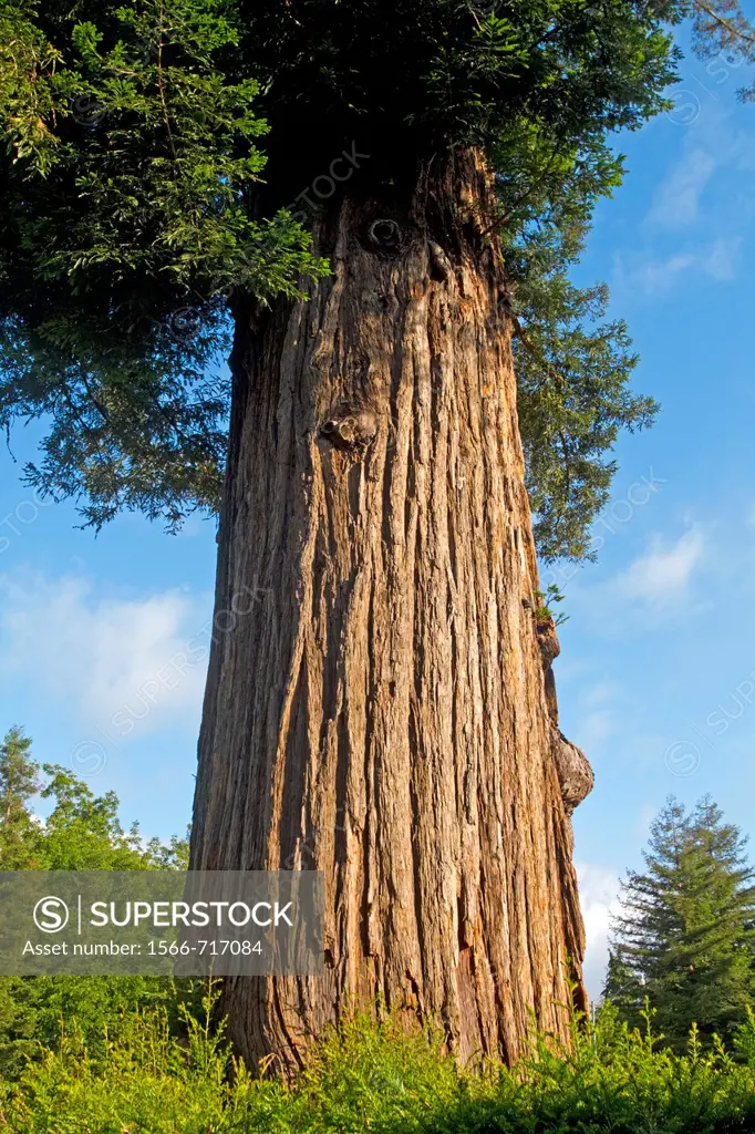 Coastal Redwood Tree, California, USA, Sequoia sempervirens