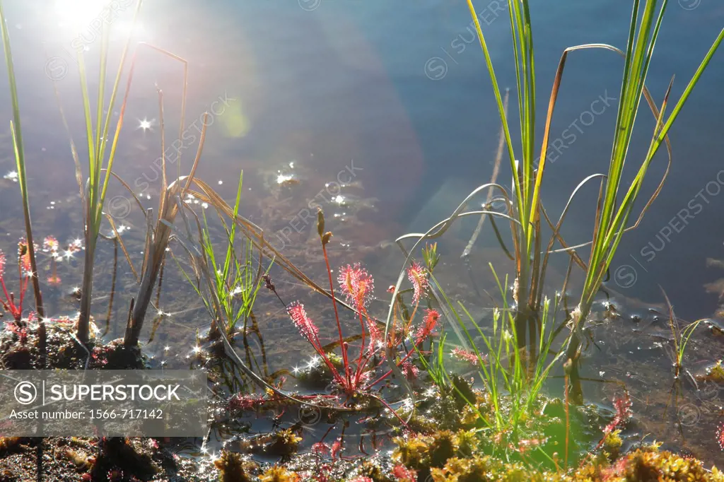 English sundew,also called Great sundew Drosera anglica, growing between mosses on the shore of a lake in northern Sweden