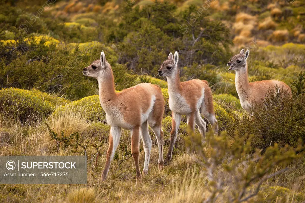 Guanaco Lama guanicoe youngsters, Parque Nacional Torres del Paine, Patagonia, Chile.