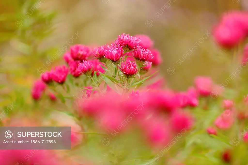 Red asters